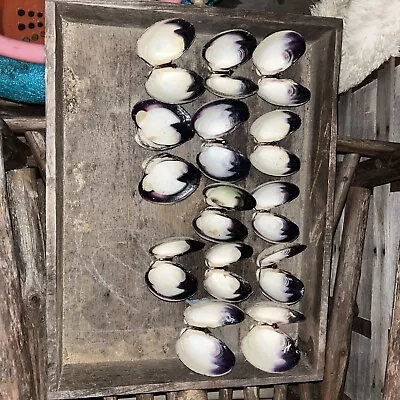 Bakers Dozen Of The Vineyards Finest Wampum Shell Matching Quahog Shell Sets • $15