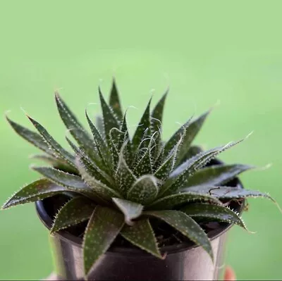 Aloe Hybrid Aristata- Lace Aloe • $10.90