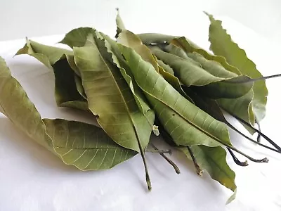 Enjoy Free Shipping | 75Pcs Dried Mango Leaves | 100% Natural & Organic | • £17.80