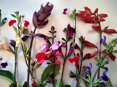 6x Salvia Perennial Plant Plugs Mixed Flowers Ornamental Garden Sage Hardy • £14.99