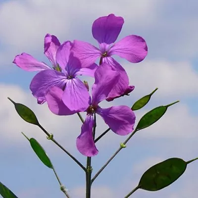 Money Plant- Violet -(Lunaria Biennis)  - 50 Seeds-    - BOGO 50% Off SALE • $3.79