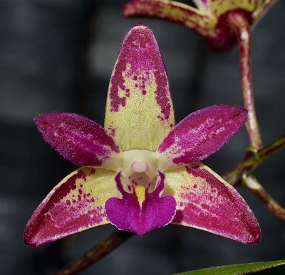 $7 • Buy Orchid -Dendrobium Aussie Corka