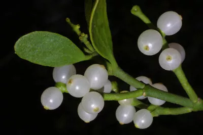 Mistletoe (5 Seeds) Fresh This Season's Harvest From My Garden {RARE & EXOTIC} • $5.99