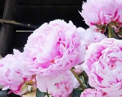 Peony Sarah Bernhardt Pink  Bare Root Hardy Perennial Fragrant Garden Plant • £8.95