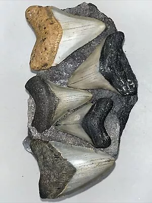 Megalodon  Shark Teeth Fossil  100% Authentic Jewelry Size Lot Of 5 • $155