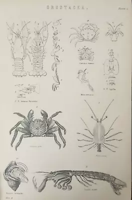 Antique Print Crab Crustacea C1870's Engraving Aquatic Marine Life Sea Animals • £9.99