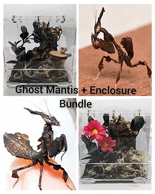 Full Mantis Set Up Bundle - Full Set Up + Ghost Mantis I3 Nymph Included  • £29.99