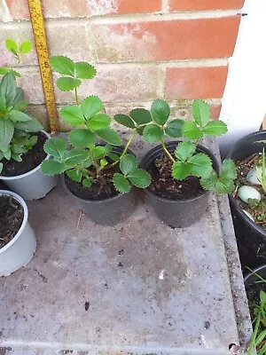 2 Strawberry Plants In 10.5cm Pots Approx...  • £2.99