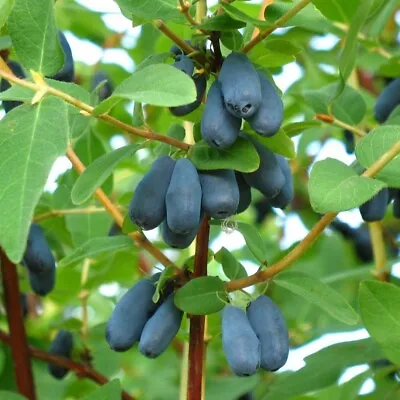 £10.95 • Buy 2x Honeyberry Lonicera Caerulea Fruits Hardy XXL Jumbo Plug Plants 24HR DISPATCH