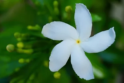 30 Tabernaemontana Divaricata Seeds Pinwheel Crape Jasmine  Butterfly Garden • £6