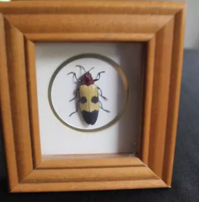 Mounted Flower Beetle • $19.99