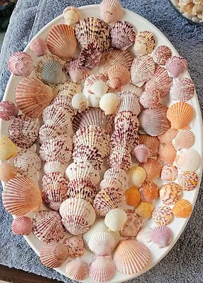 Sea Shell Lot 100 Scallops.  Beautiful Colors. Hand Selected.  Dish Not... • $17.50