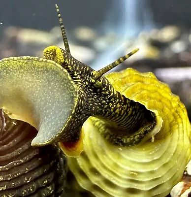 2 Himalayan Rabbit Snails (Tylomelania Sp.) - Elephant Snail • $18.99