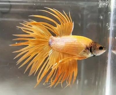 Live Male Betta Fish - Crowntail • $20