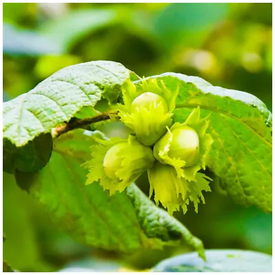 £24.99 • Buy Hazel 'Cosford Cob' Tree Corylus Cobnut, Multistemmed Hazelnut Plant
