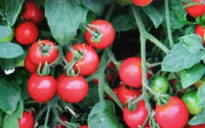 100 Fresh Organic Seeds Tumbling Tom Tomato Lot 1 • £3.99