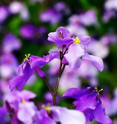 $3.99 • Buy 500 Orychophragmus Violaceus Seeds Orchid Flower Seed