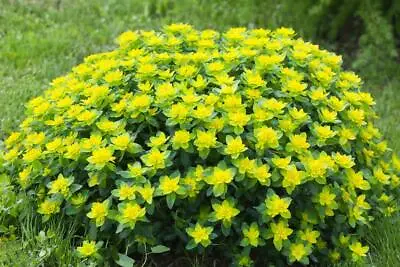 Cushion Spurge Euphorbia 20 Seeds- Easy To Grow Yet Rare • £2.99