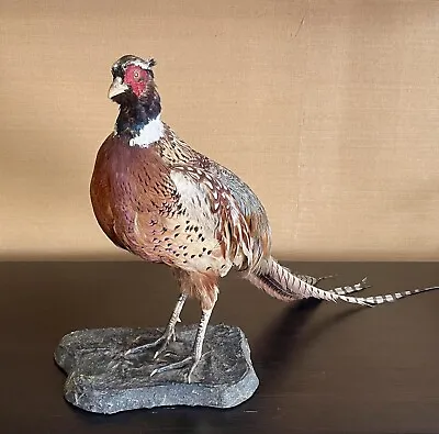 Vintage Taxidermy Pheasant Mount • $125