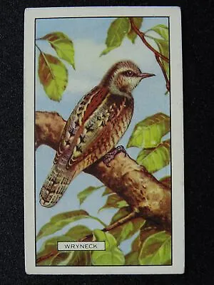 British Birds WRYNECK No.48 By Gallaher Ltd 1937 • £2.75