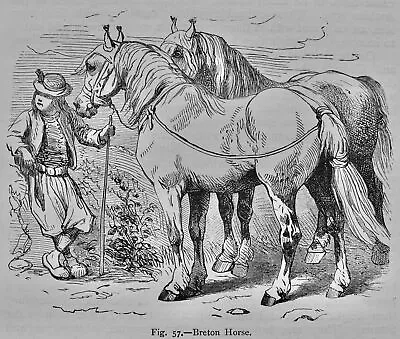 Mammalia THE BRETON HORSE Original Victorian Print By Figuier C1892 • £17.50