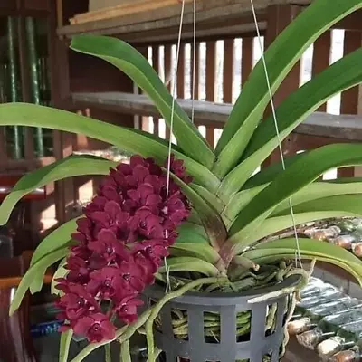 Rhynchostylis Gigantea (Red Form)   FRAGRANT   • $65