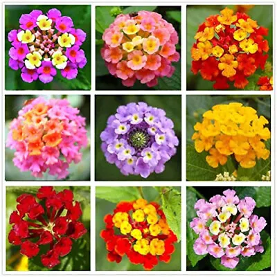 10+seeds Mixed Colored Lantana Flowers Big Blooms • $2.50