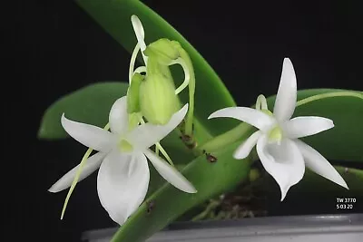 DO - Angraecum Leonis  Madagascar Angraecoid Orchid Mini Mounted In Spike! • $34.99