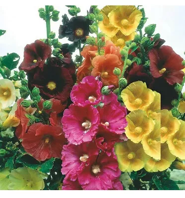 20 Giant Hollyhocks Seeds Mixed Colours Perrenials Large Bright Flowers • £1.20