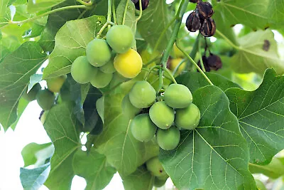 5 PHYSIC NUT Barbados Purging JATROPHA Curcas Tree Seeds BIO-DIESEL *Comb S/H • $3