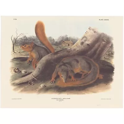 Audubon Mammals Of The Southeast Southart Parkway Quad Ed Pl 89 Say's Squirrel • $100