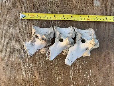 Water Buffalo Back Vertebrae Real Texas Bones Science Oddity Puzzle • $15