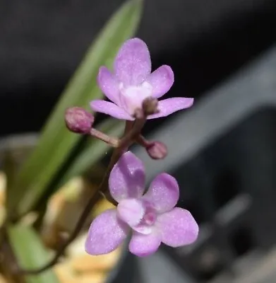 $60 • Buy OoN Sarcochilus Ceciliae Species Orchid Outcross 2 X FS Plants On Mount.
