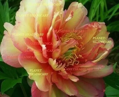 Peony JULIA ROSE Huge Blooms Gorgeous Hardy Perennial Plant • £21.99