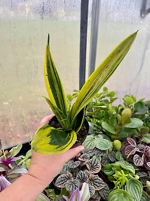 Sansevieria Gold Flame Snake Plant 4  Pot Live Plant • $18