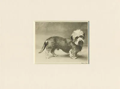 £4.99 • Buy Dandie Dinmont Terrier Original Vintage 1931 Dog Print Mounted Ready To Frame