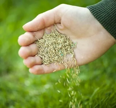 Grass Seed Hard Wearing Lawn Seeds Premium Tough Fast Growing Defra Certified • £5.61