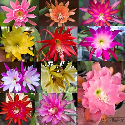 6 Mystery Epiphyllum Orchid Cactus Cuttings Mixed Colors Assorted - Not Named • $36