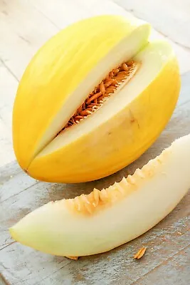 Crenshaw Sweet Melon {Cucumis Melo} Heirloom 40+ Seeds Free Shipping! US Seller • $1.99