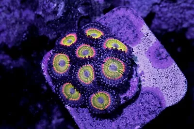 Rainbow Kazoo Zoanthid. • $29.99