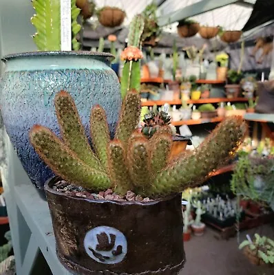 Mammillaria Elongata - Ladyfinger Cactus • $14
