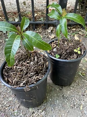 Two Red Mango Garifta Indonesian Live Plants In One Gallon Pot • $50