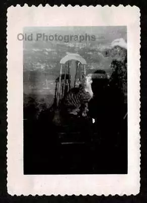 CRYING KITTY CAT ON KITCHEN CHAIR WAITING HAND W/TREAT OLD/VINTAGE PHOTO- H879 • $8.50