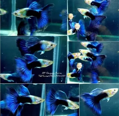 Tuxedo Blue Guppies Size Ready To Breed. • $35