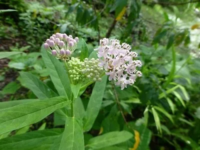 Swamp Milkweed Seeds (Asclepias Incarnata) ✤ 30 Cold Stratified Seeds • $2.25