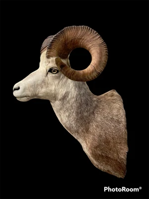 $1700 • Buy Taxidermy FANNIN=STONE SHEEP Shoulder Mount/ Big Horns/Log Cabin Hunting Lodge 2