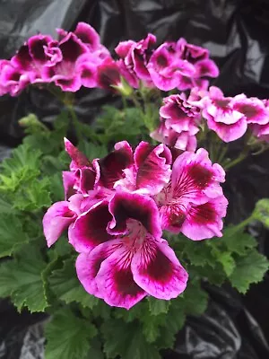 £7 • Buy Pelargonium Geranium Regal ‘Rembrandt’