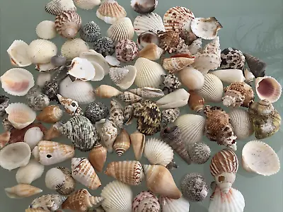 Mixed Natural Seashells Beach Wedding Display Crafts Aquarium Fish Tank Approx80 • £7.95