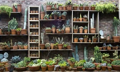  Cactus And Succulent Huge Selection Of Mixed Fresh Seeds! Collection Starter! • £1.99