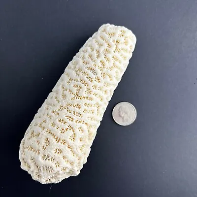 Natural White Brain Coral (Rare Tube Shaped) ~6   500g - Stunning Example. • $30